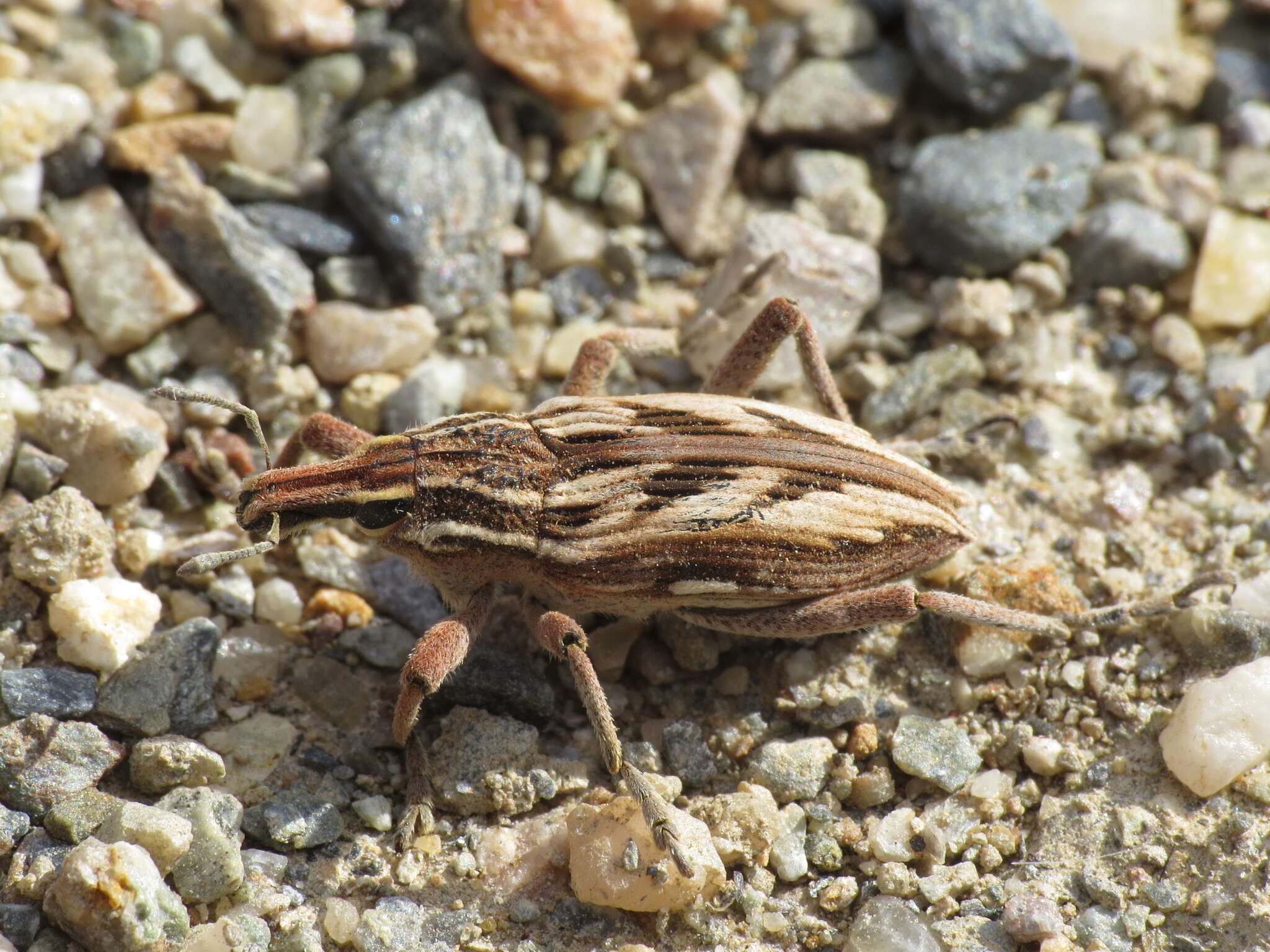 Image of Coniocleonus nigrosuturatus (Goeze & J. A. E. 1777)