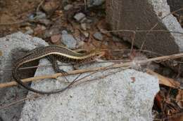 Image of western Girdled Lizard