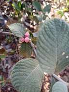 Image de Sabicea brasiliensis Wernham