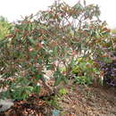 Image of Rhododendron fulvum I. B. Balf. & W. W. Sm.