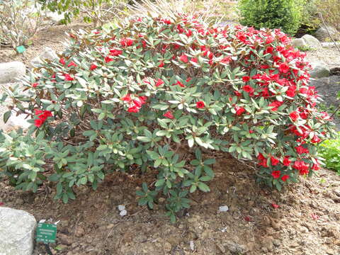 Imagem de Rhododendron haematodes Franch.