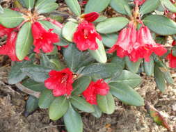 Imagem de Rhododendron haematodes Franch.