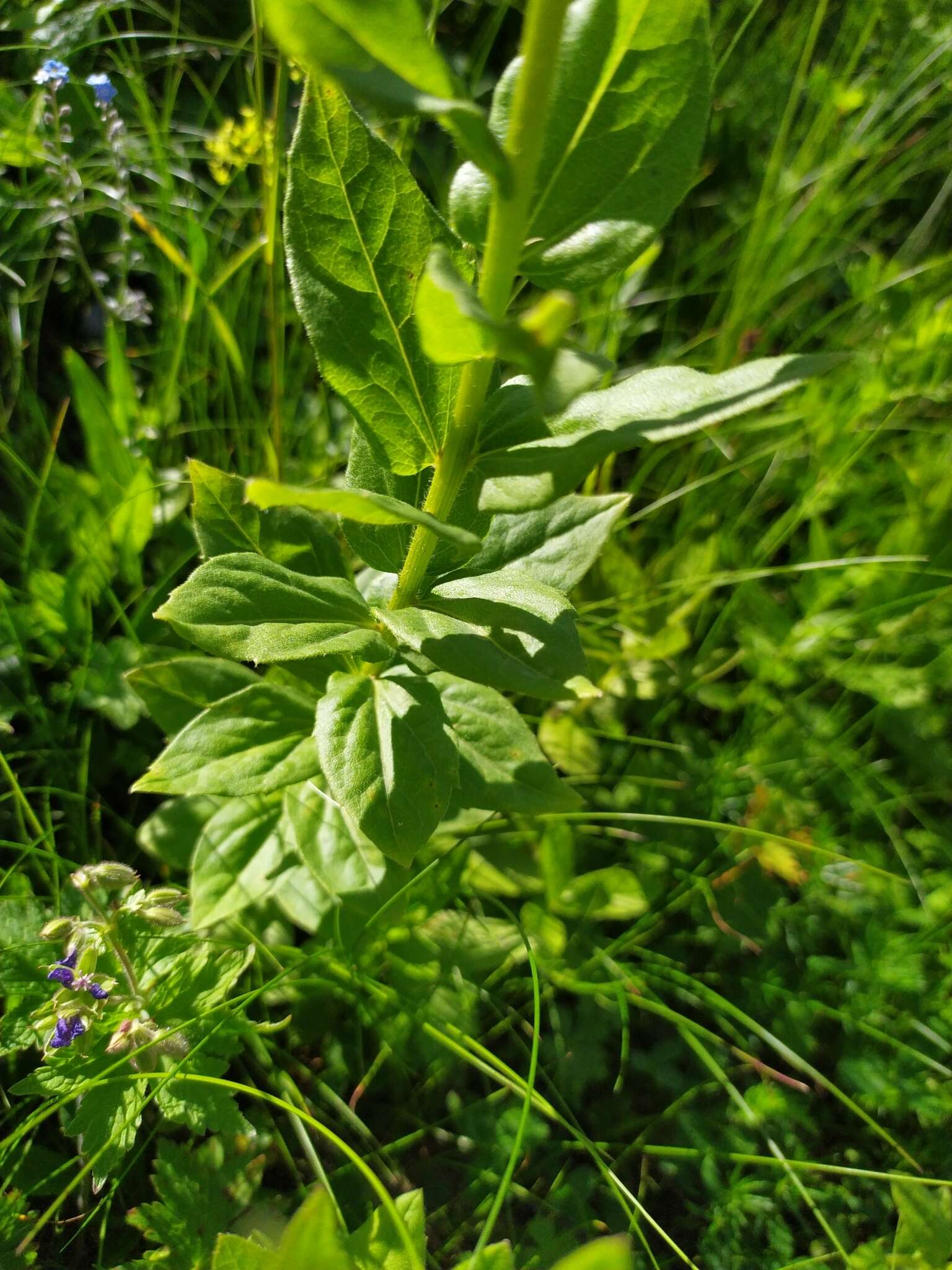 Image of Kemulariella caucasica (Willd.) Tamamsch.