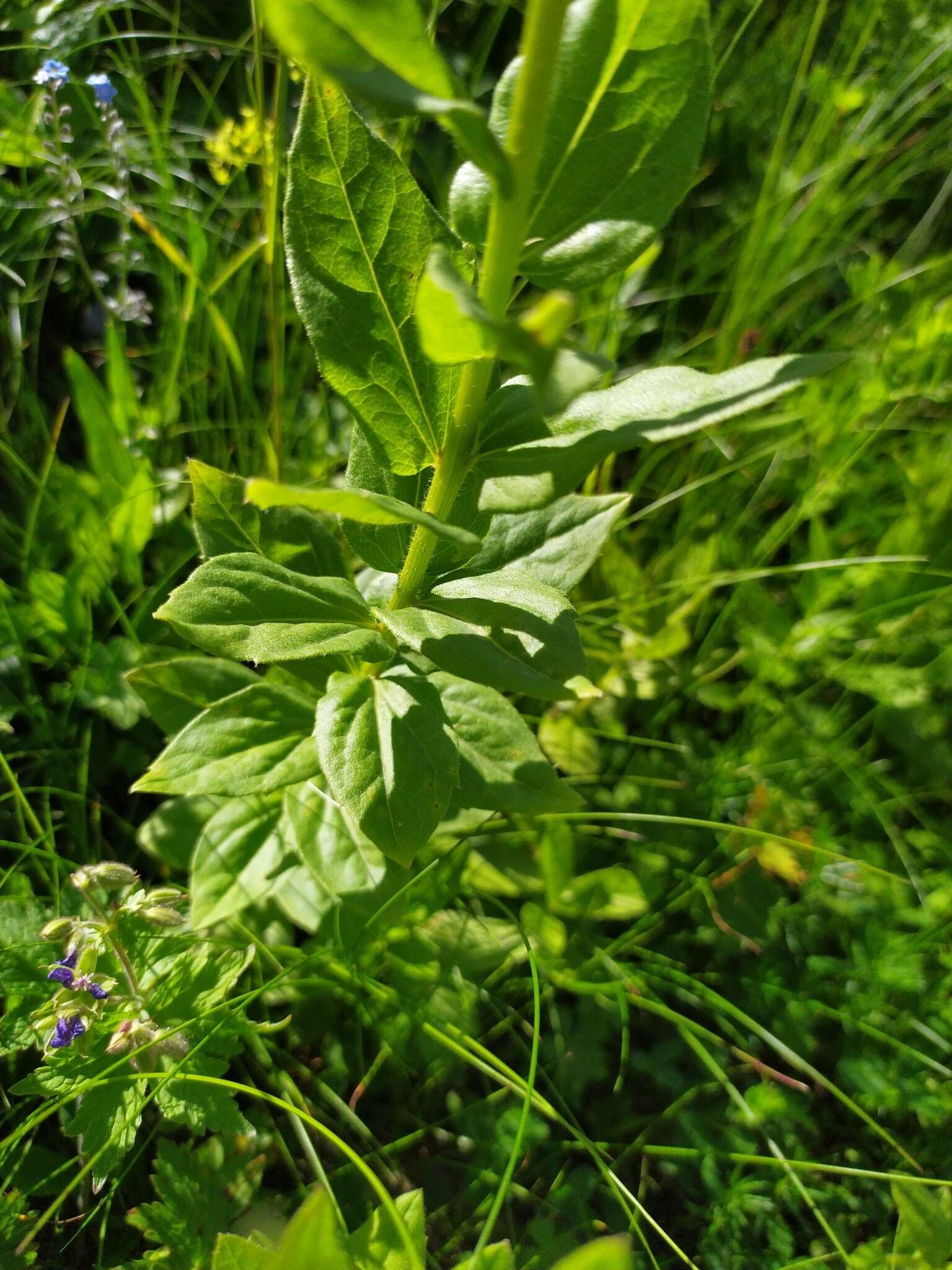 Слика од Kemulariella caucasica (Willd.) Tamamsch.