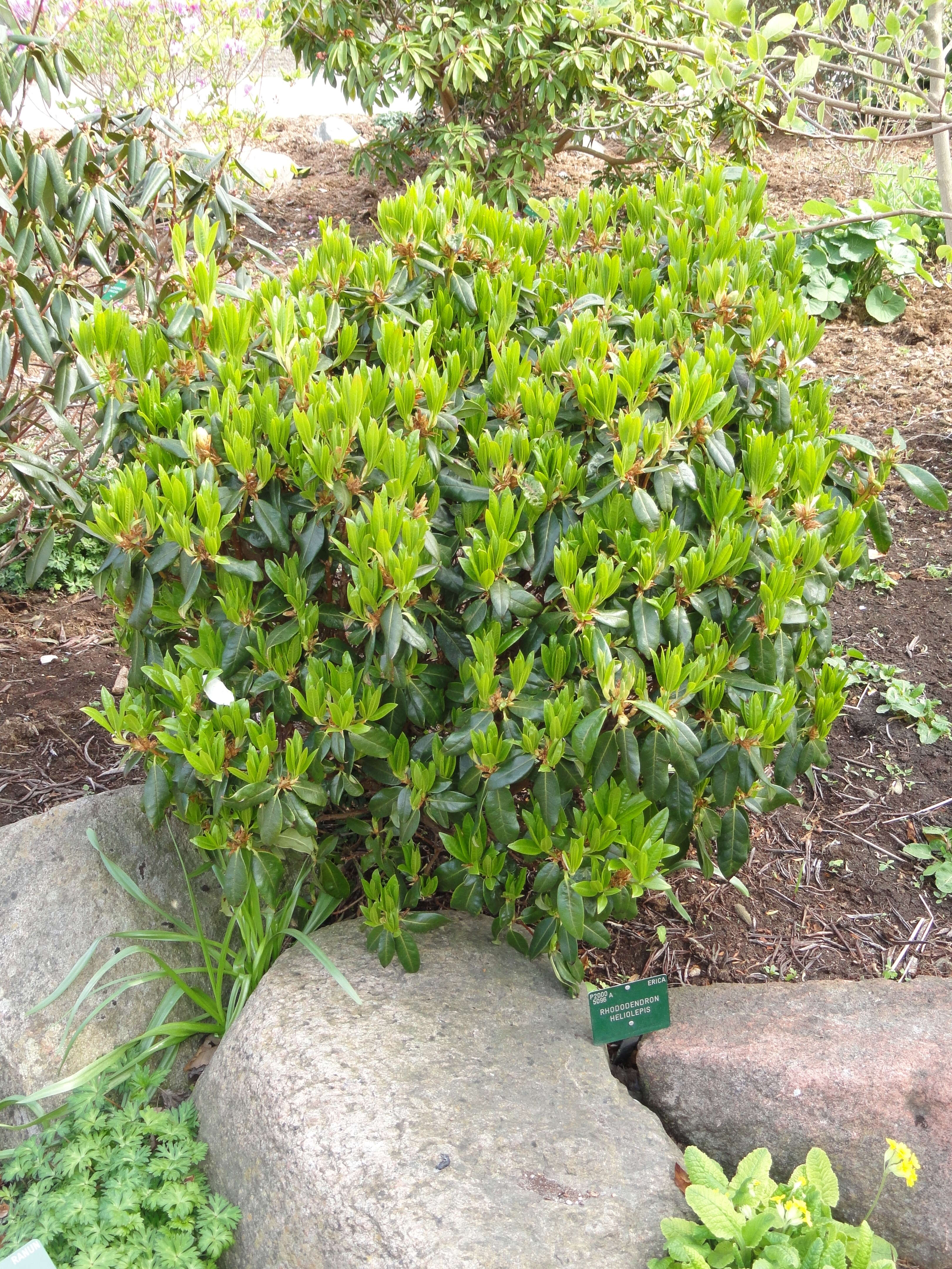 Imagem de Rhododendron heliolepis Franch.