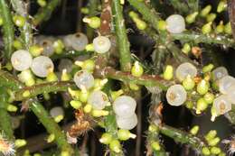 Image of Mistletoe Cactus