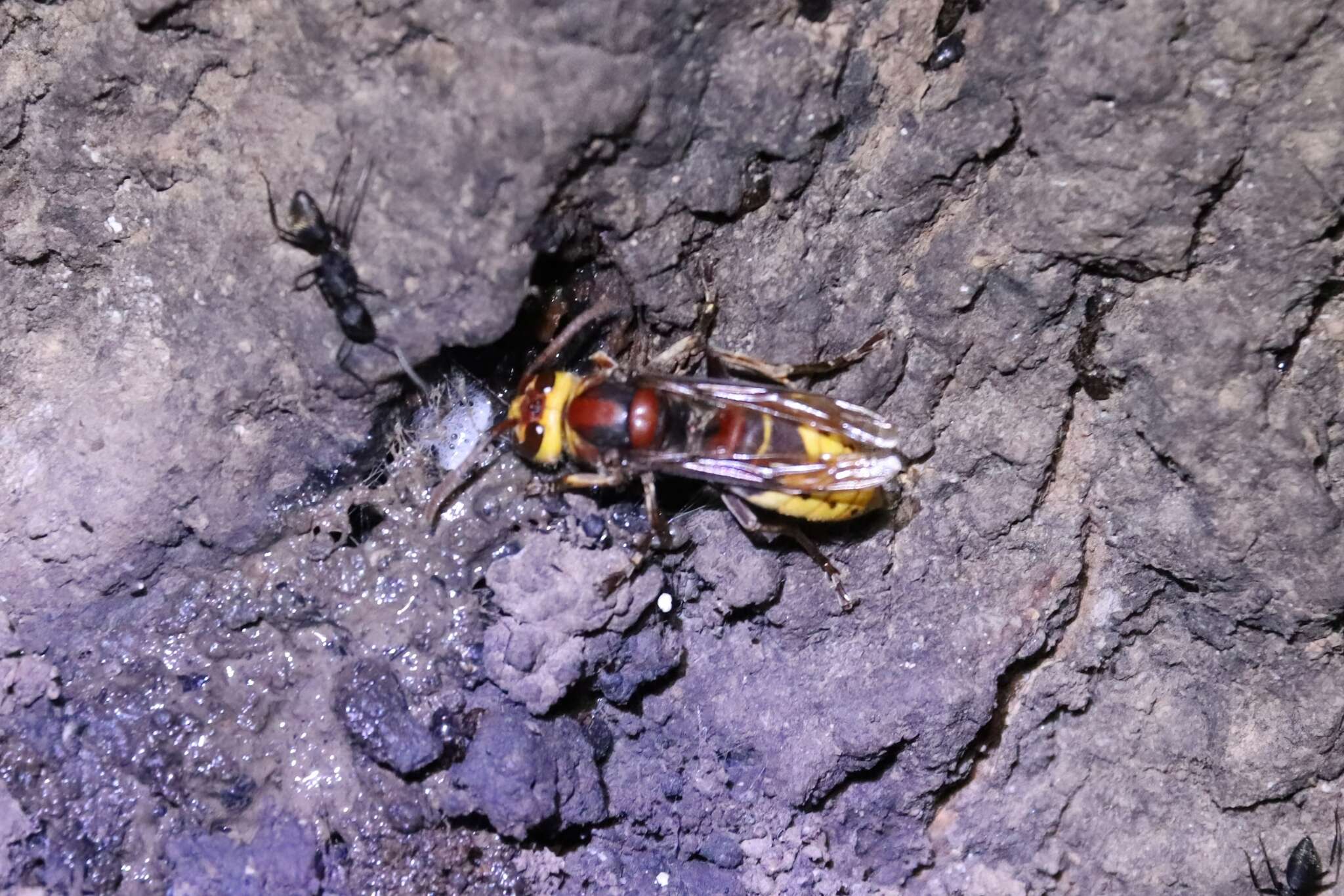 Image of Vespa crabro crabroniformis Smith 1852