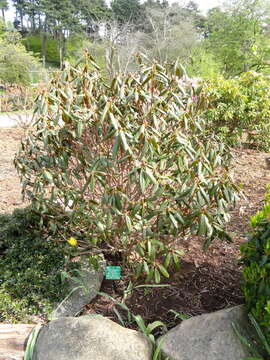 Image of Rhododendron heliolepis Franch.