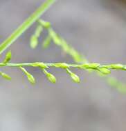 Plancia ëd Acroceras elegans A. Camus