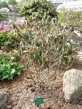 Image of Rhododendron heliolepis Franch.