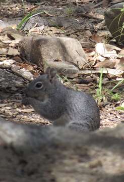 Image of Arizona Gray Squirrel