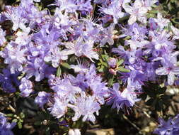 Image de Rhododendron impeditum I. B. Balf. & W. W. Smith