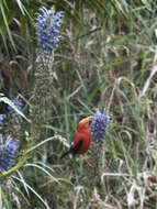 Plancia ëd Lobelia grayana E. Wimm.