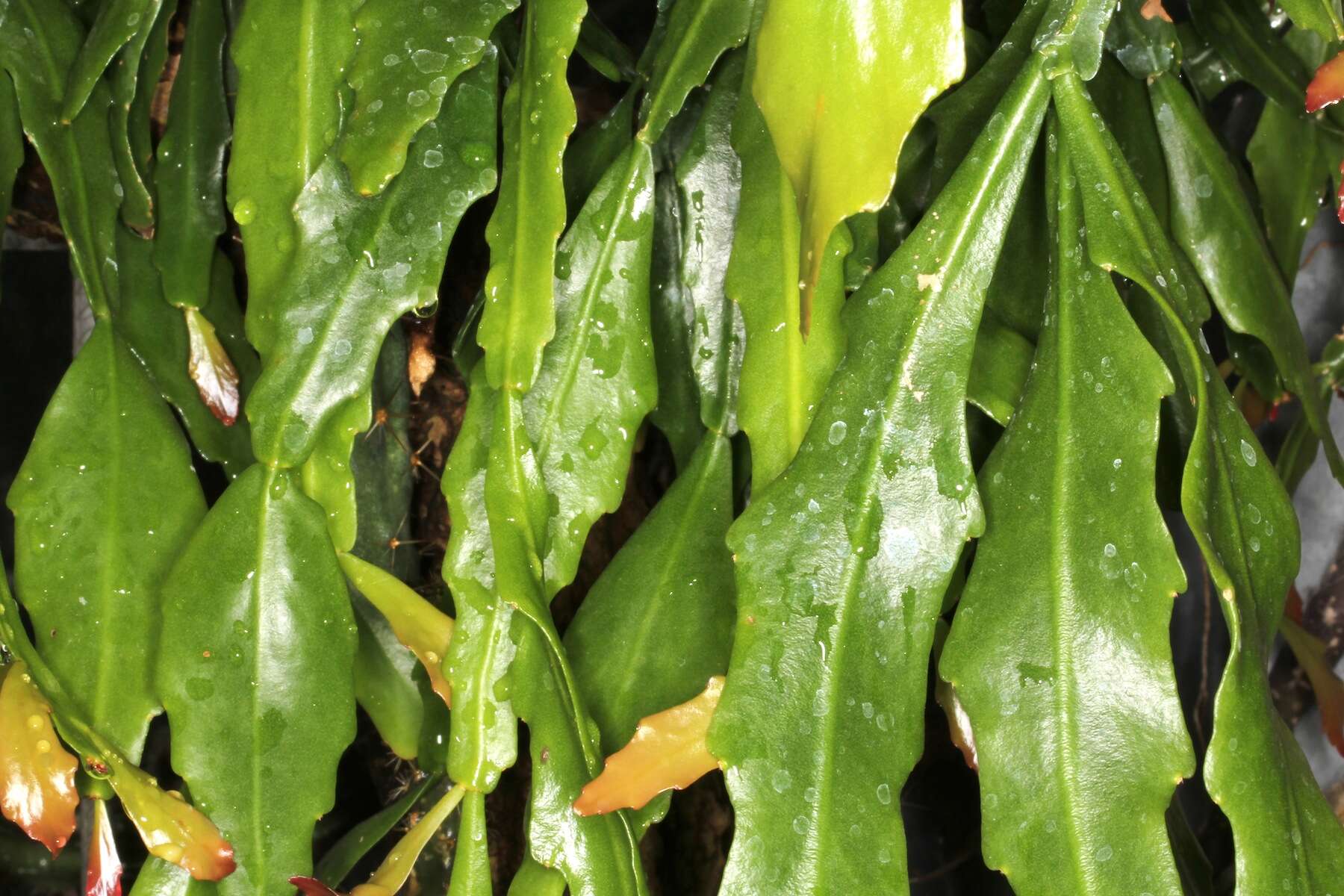 Image of Rhipsalis crispata Pfeiff.