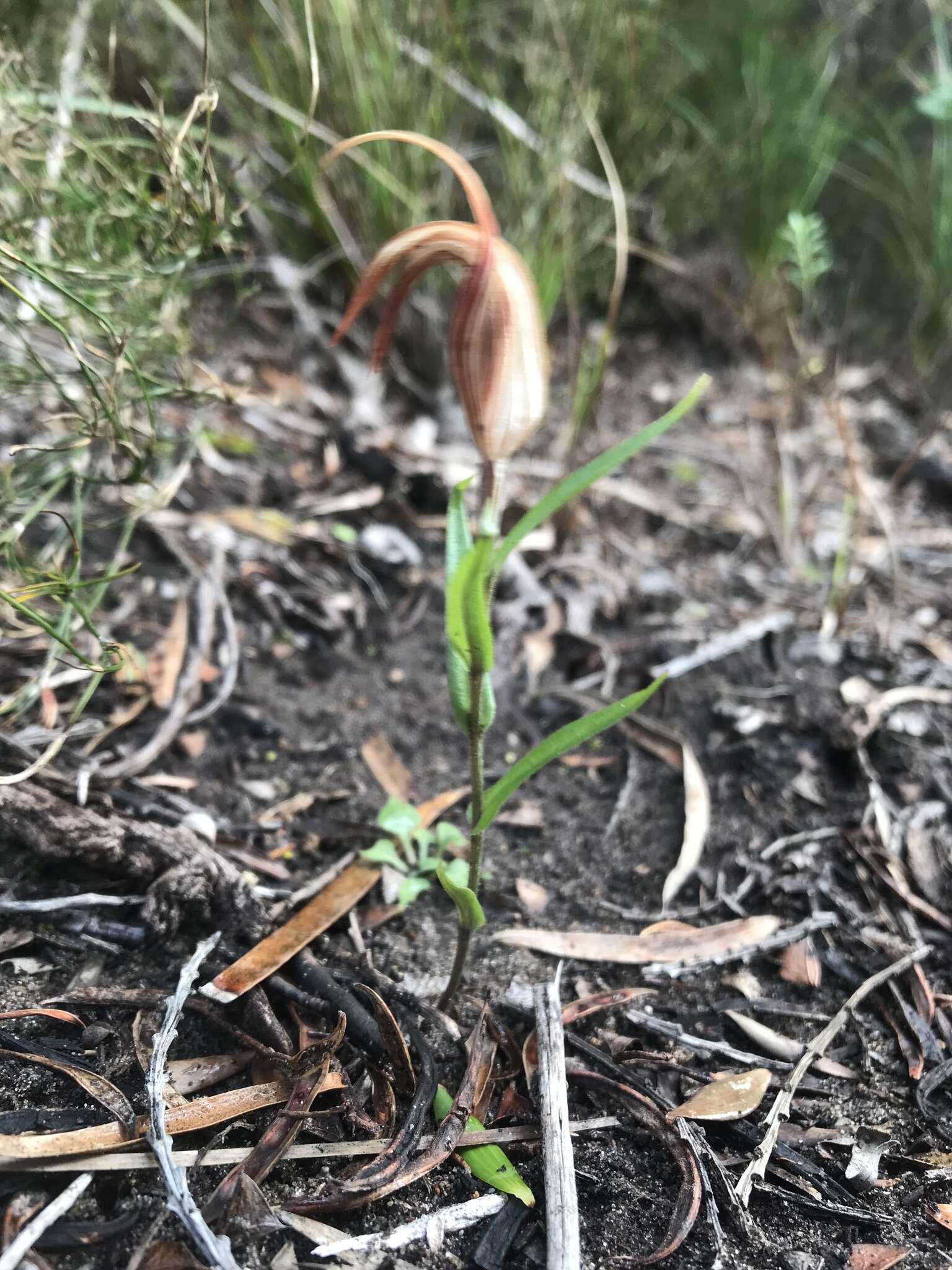 Image of Curled-tongue shell orchid