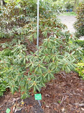 Слика од Rhododendron alutaceum I. B. Balf. & W. W. Sm.