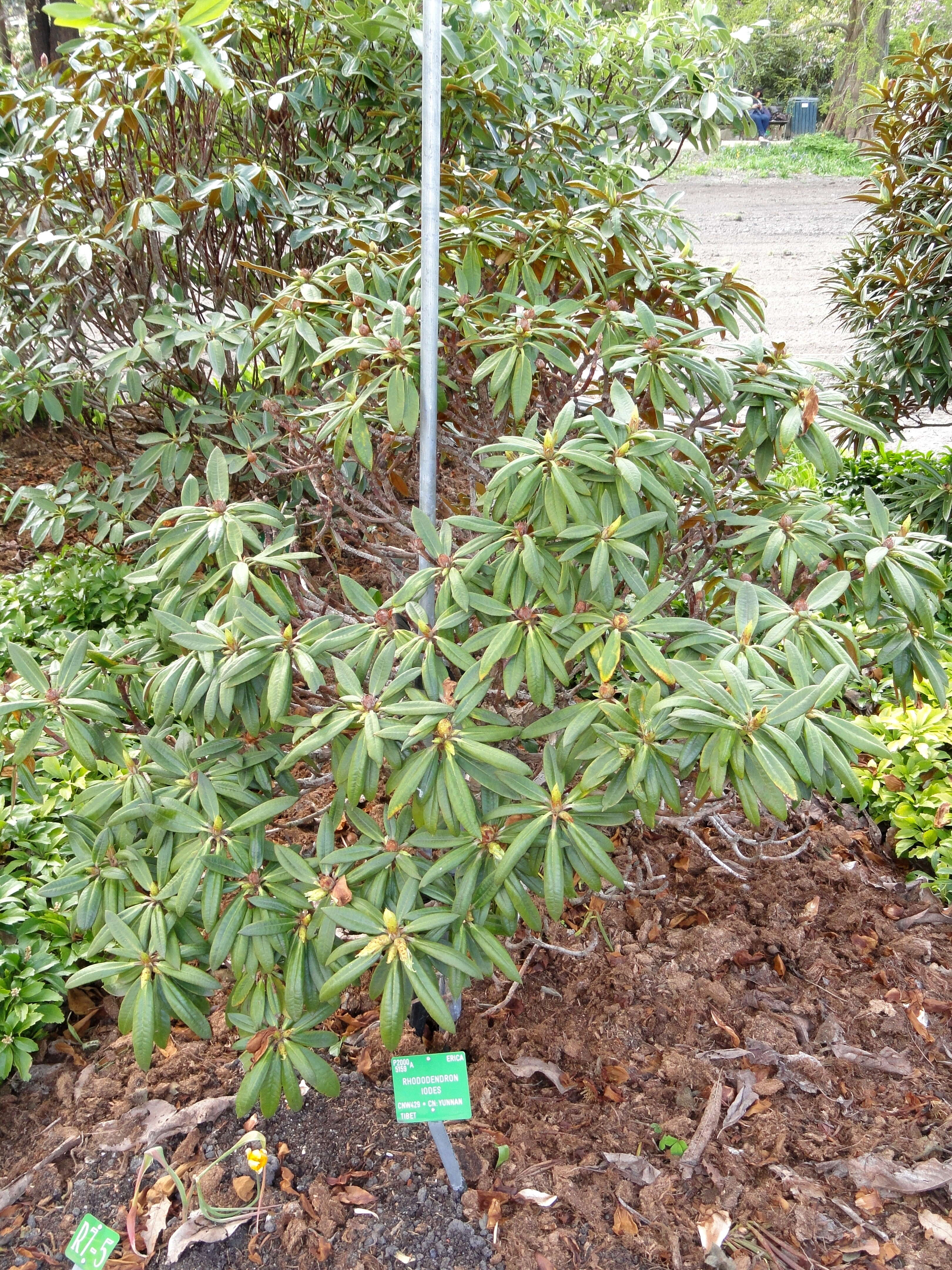 Слика од Rhododendron alutaceum I. B. Balf. & W. W. Sm.