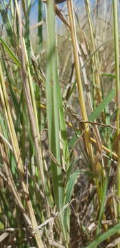 Plancia ëd Dichanthium queenslandicum B. K. Simon