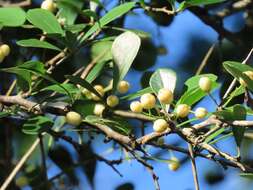 Image of Gymnosporia arenicola M. Jordaan