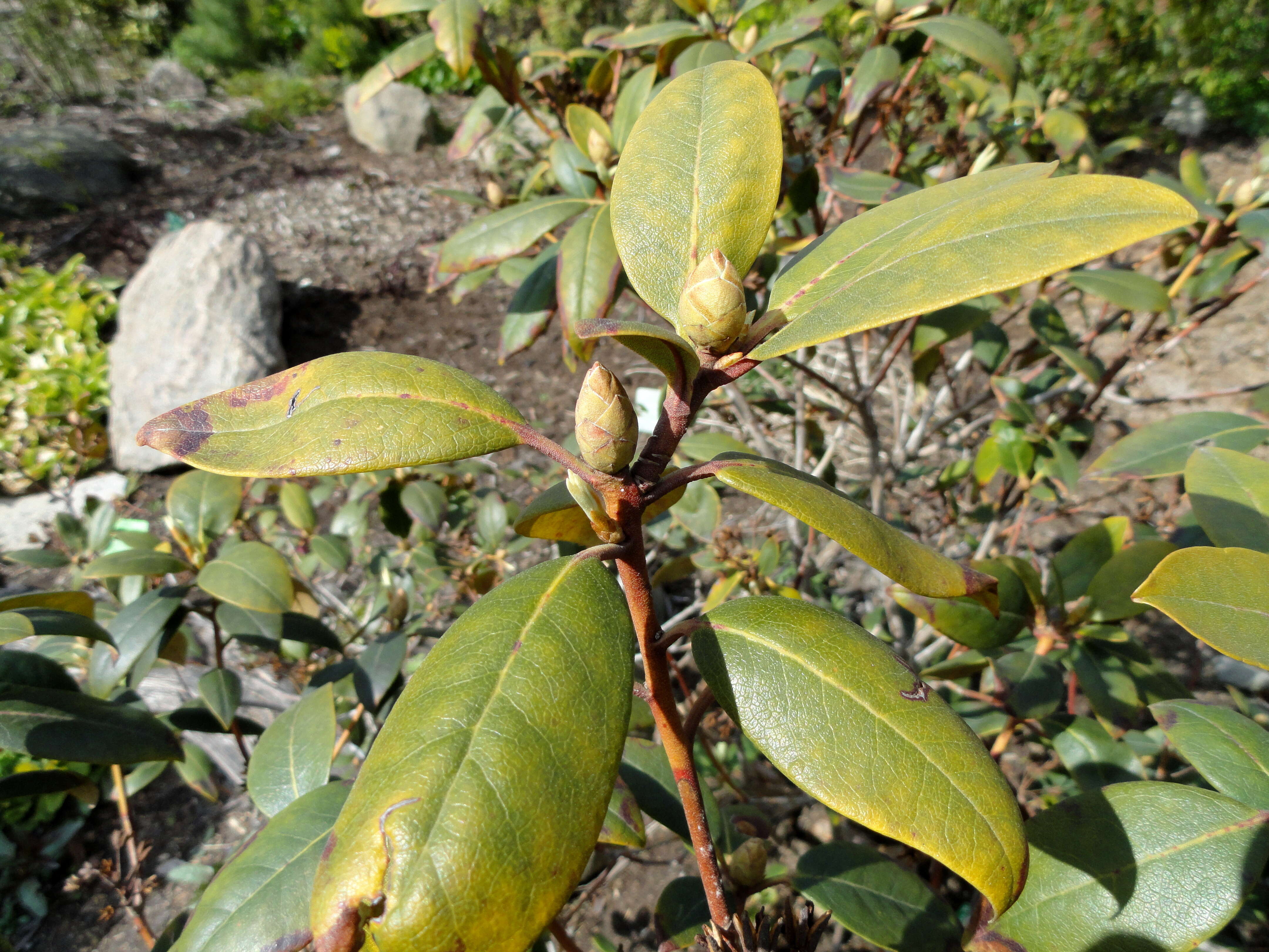 Plancia ëd Rhododendron minus Michx.