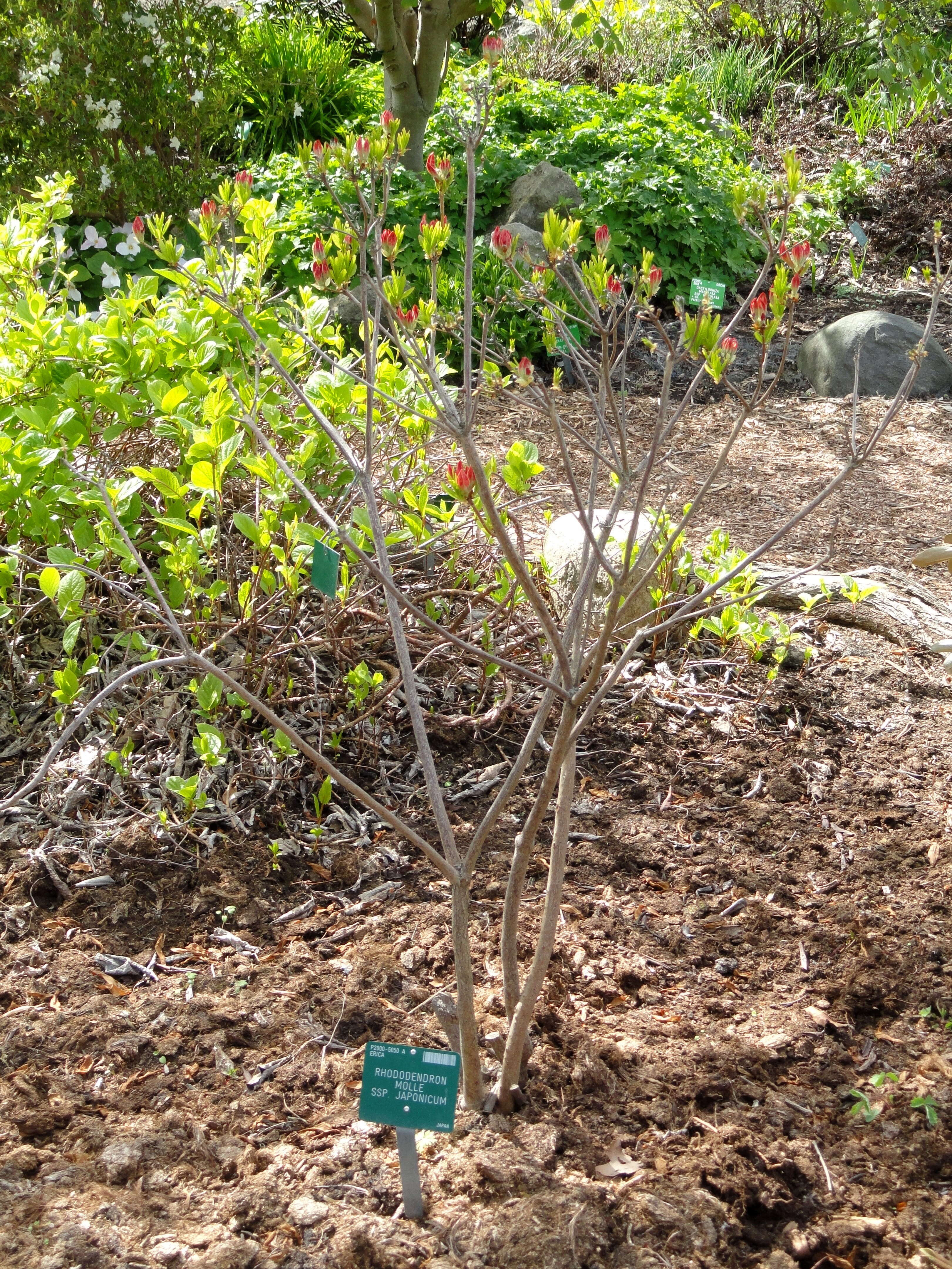 Image de Rhododendron molle (Bl.) G. Don