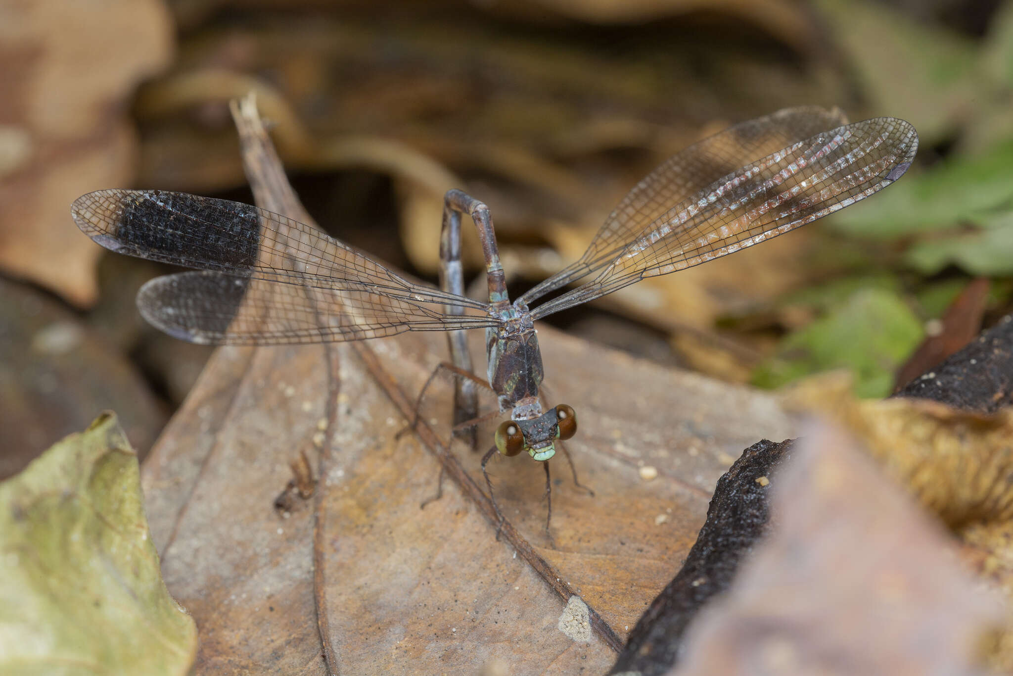 Image of Podolestes orientalis Selys 1862