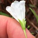 Image of coastal plain dawnflower