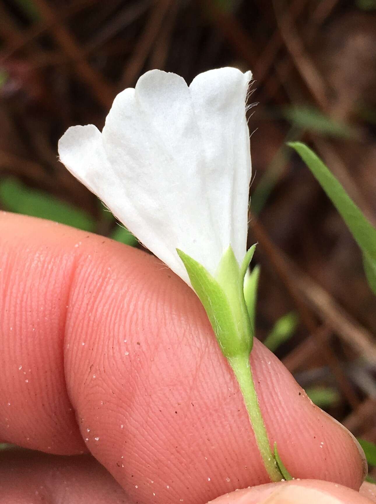 Image of coastal plain dawnflower