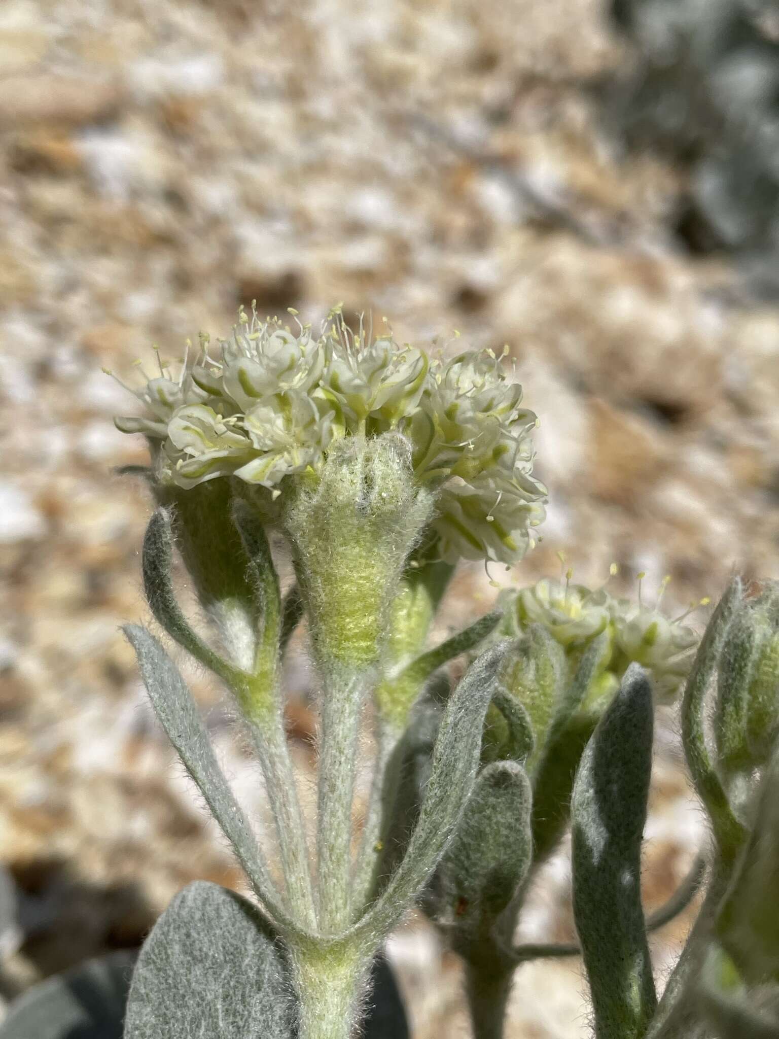 Image of granite buckwheat