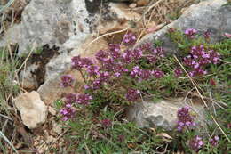 صورة Thymus callieri Borbás ex Velen.