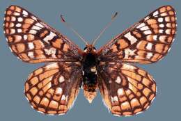 Euphydryas anicia wheeleri (Hy. Edwards 1881)的圖片