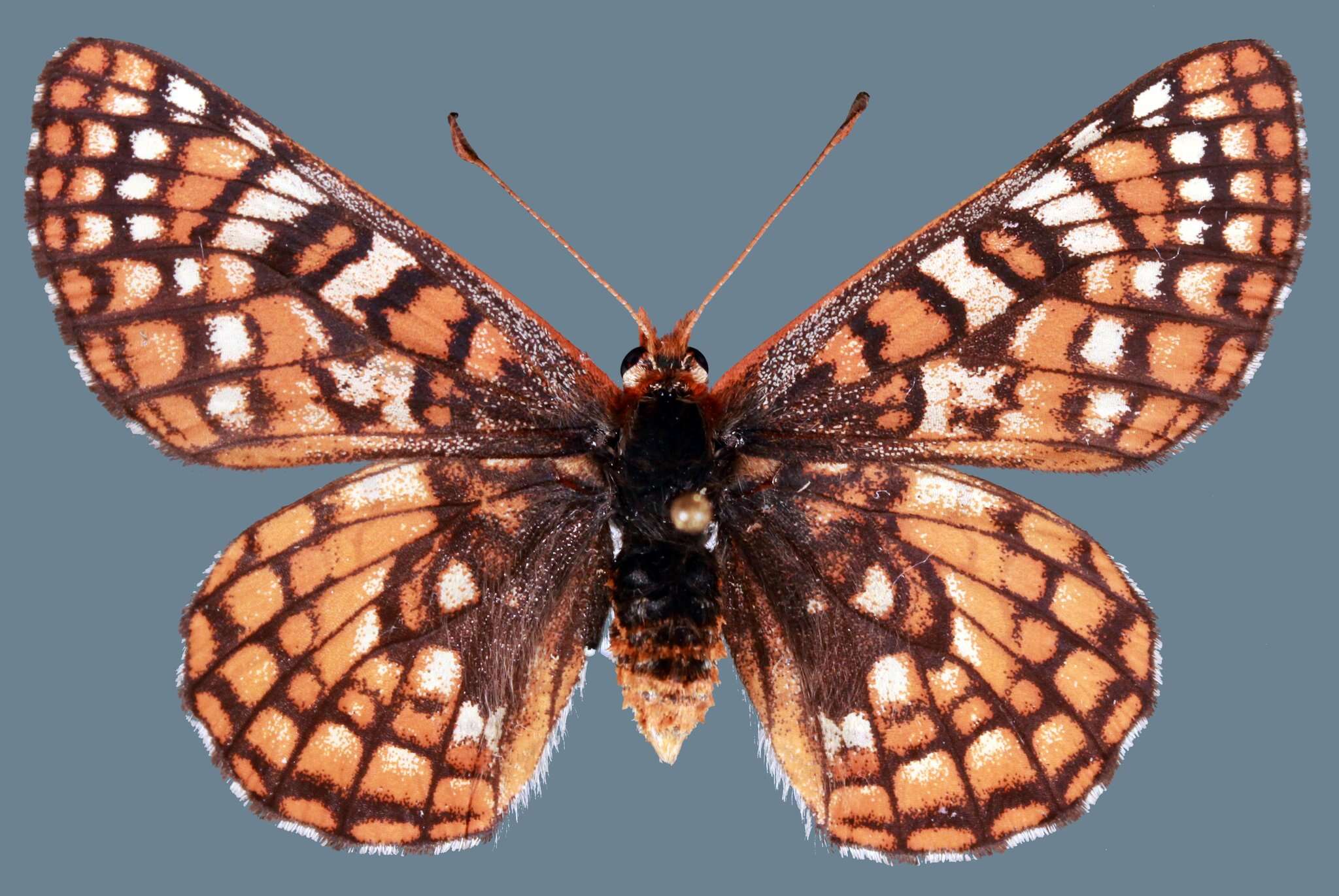 Euphydryas anicia wheeleri (Hy. Edwards 1881)的圖片