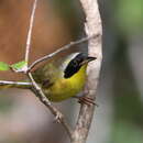 Image of Bahama Yellowthroat