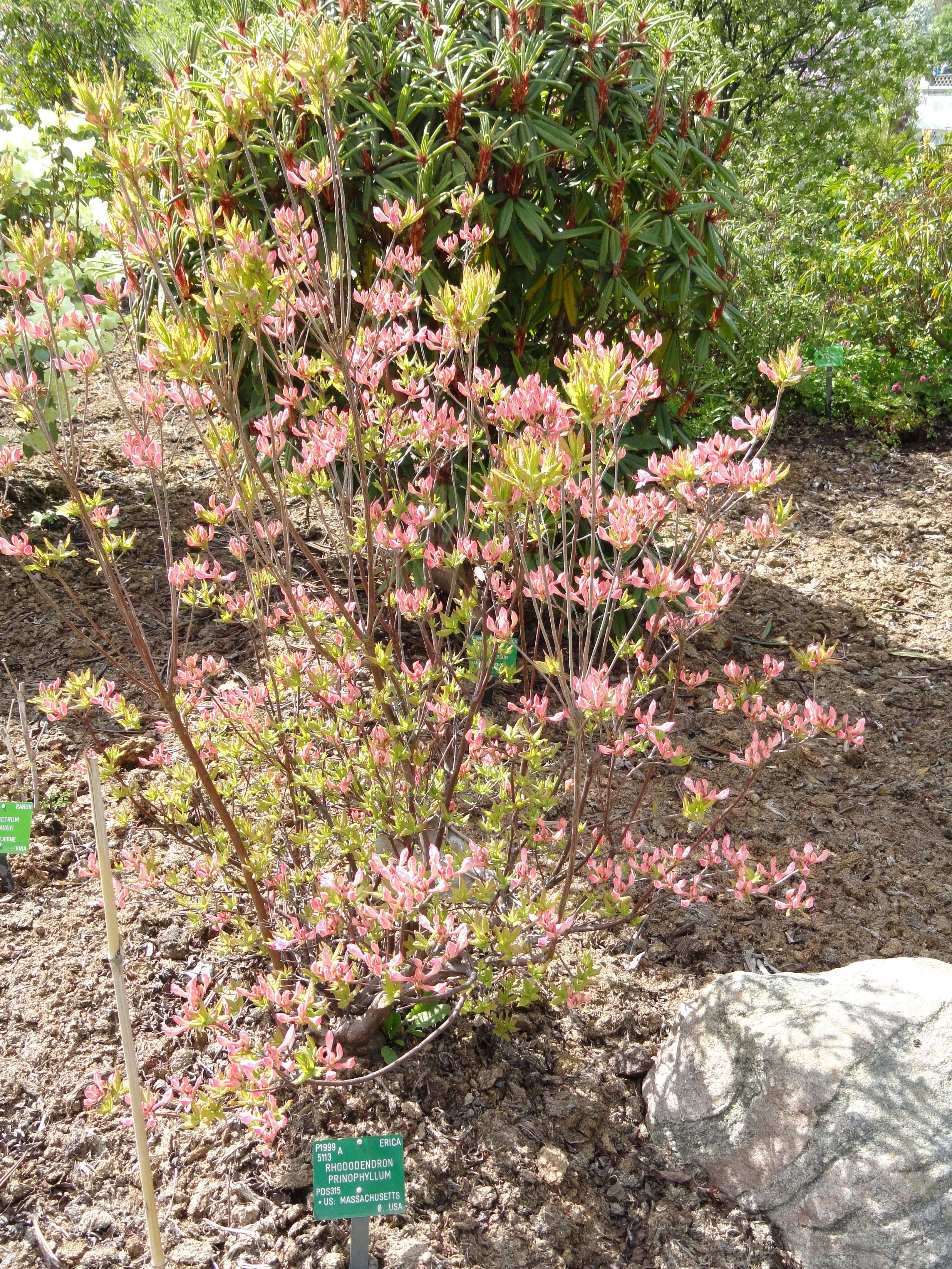 صورة Rhododendron prinophyllum (Small) Millais