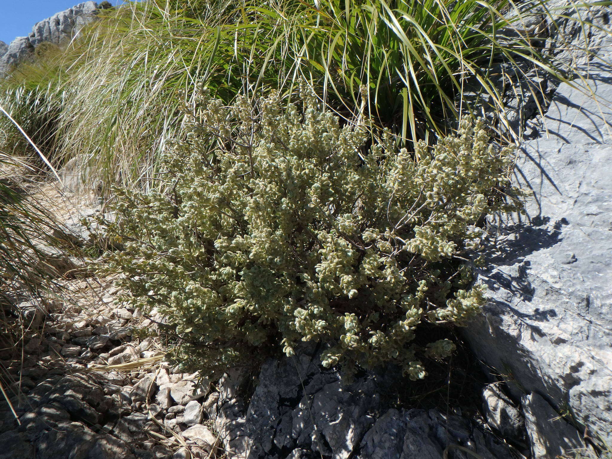 Image of Thymelaea velutina (Pourr. ex Camb.) Endl.