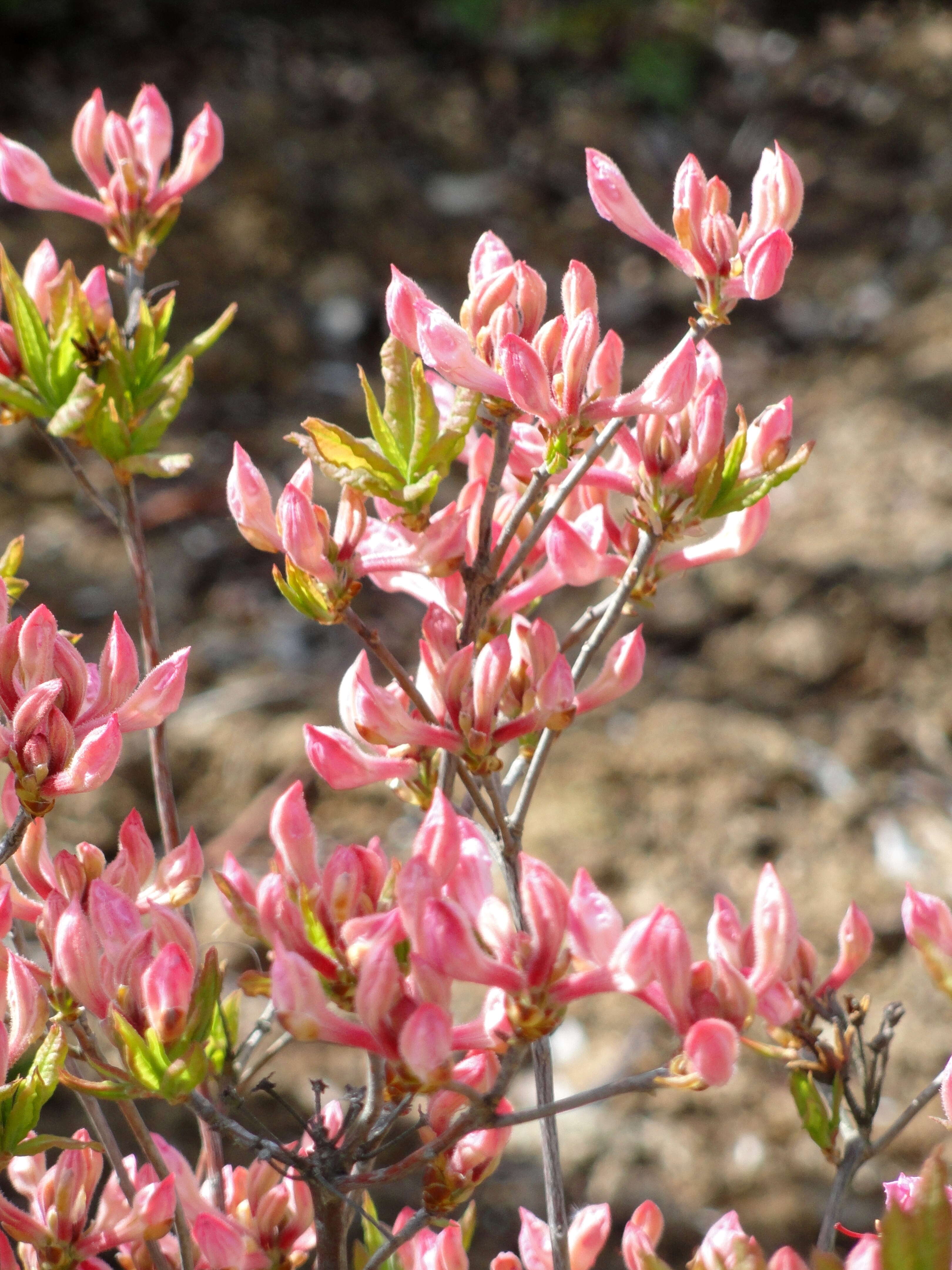 صورة Rhododendron prinophyllum (Small) Millais