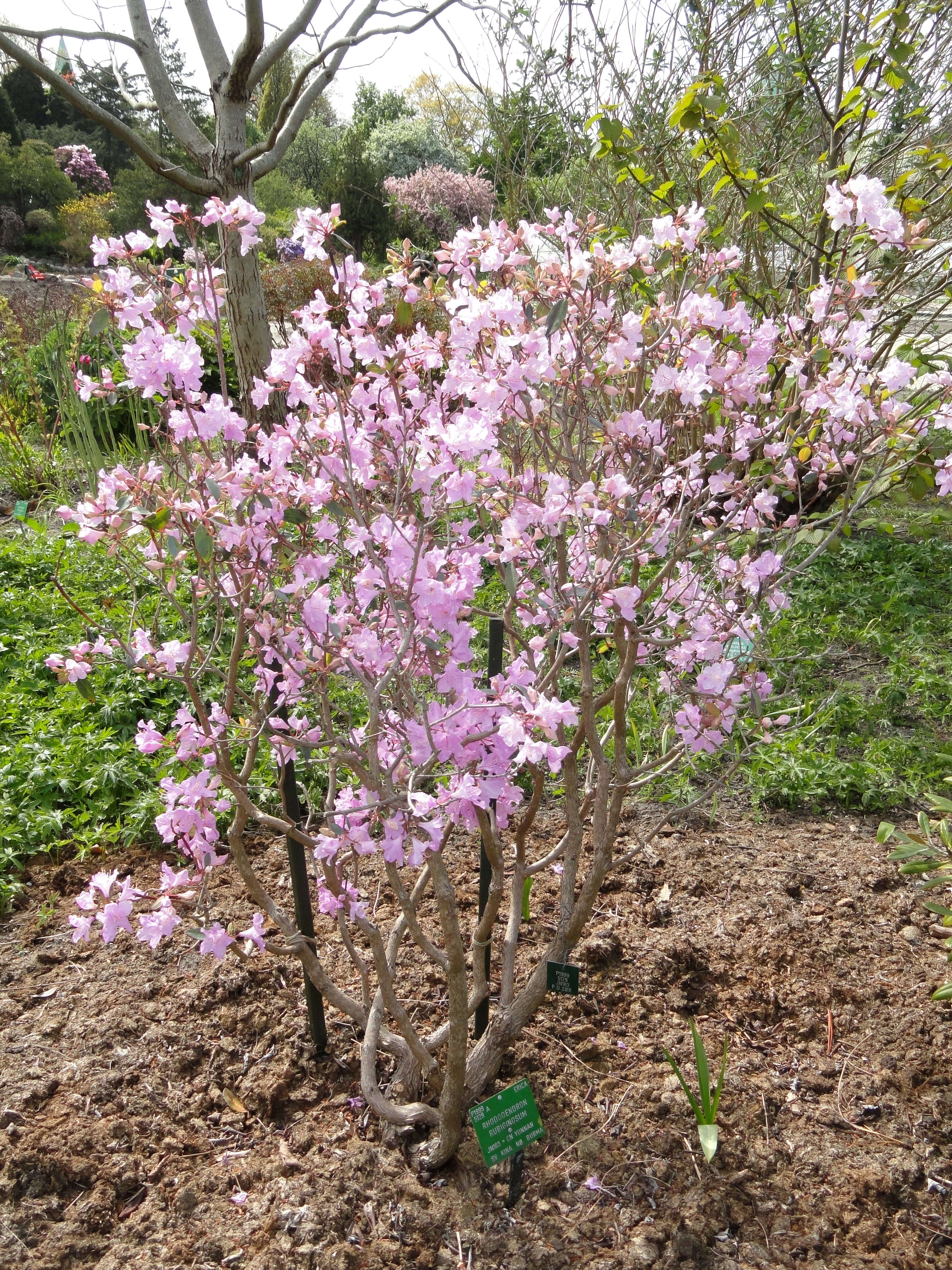 صورة Rhododendron rubiginosum Franch.