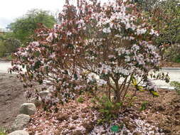 Image of Rhododendron rubiginosum Franch.