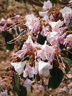 Image of Rhododendron rubiginosum Franch.