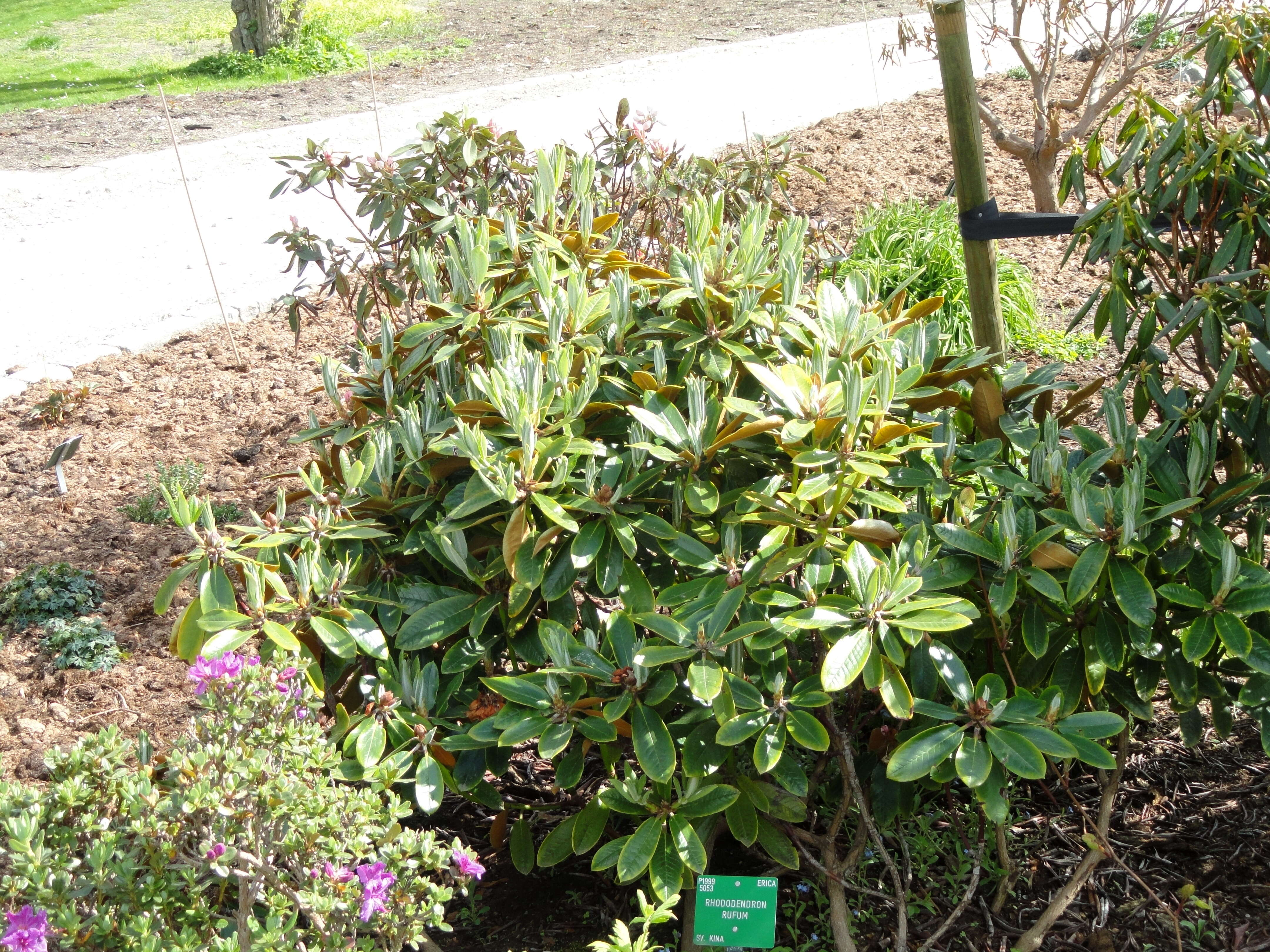 صورة Rhododendron rufum Batalin