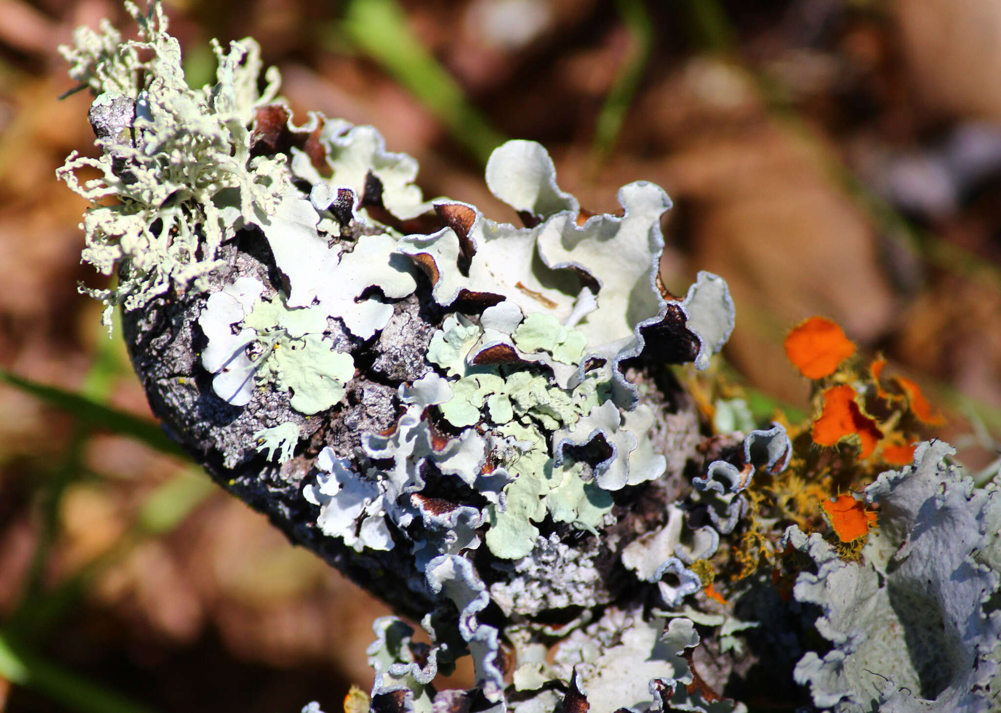 Image of Powder-edged ruffle lichen