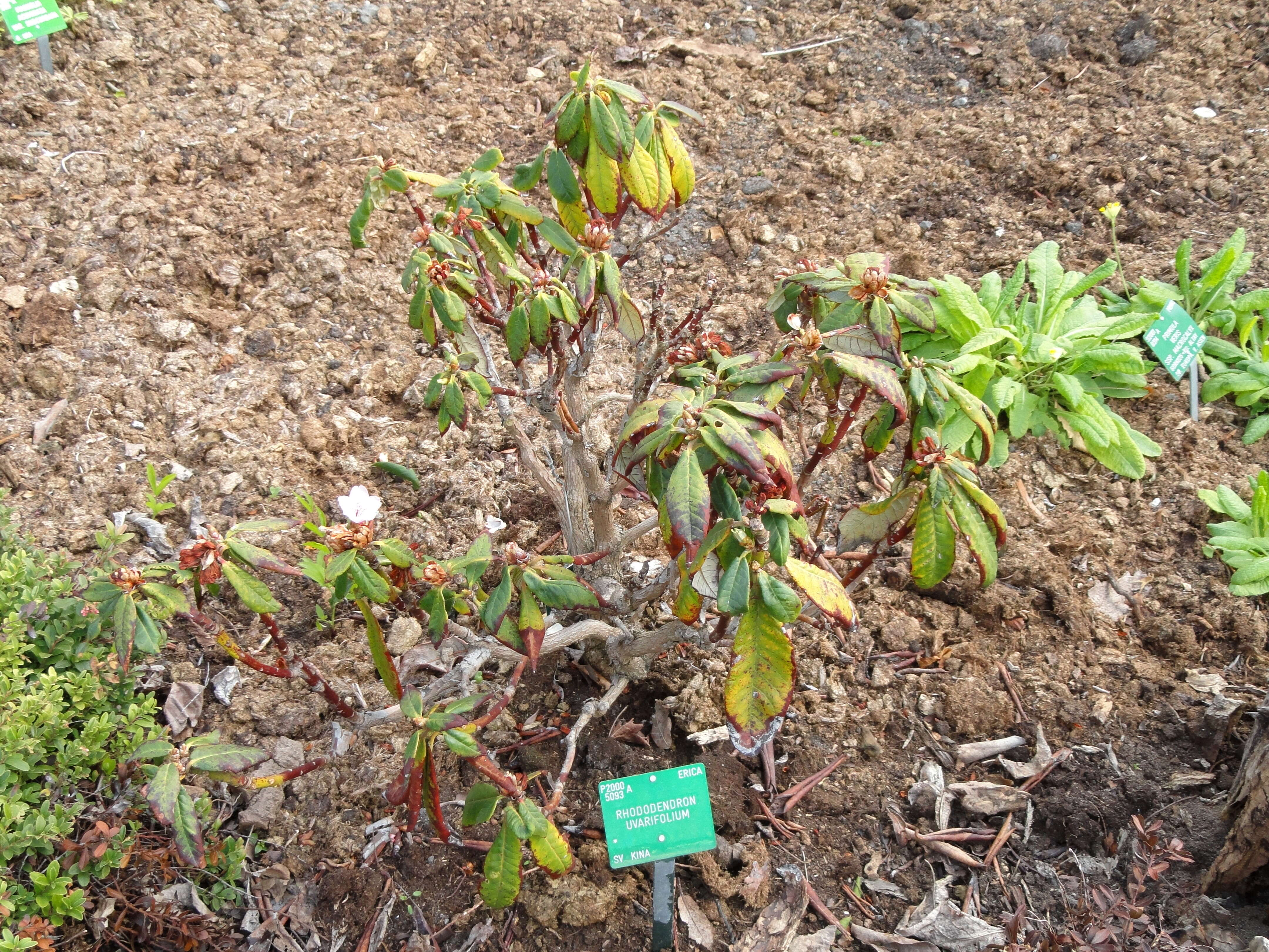 Imagem de Rhododendron uvariifolium Diels