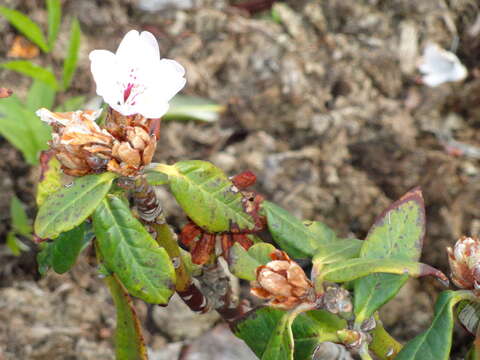 Imagem de Rhododendron uvariifolium Diels