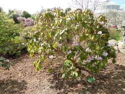 Imagem de Rhododendron wallichii Hook. fil.