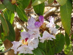 صورة Rhododendron wallichii Hook. fil.