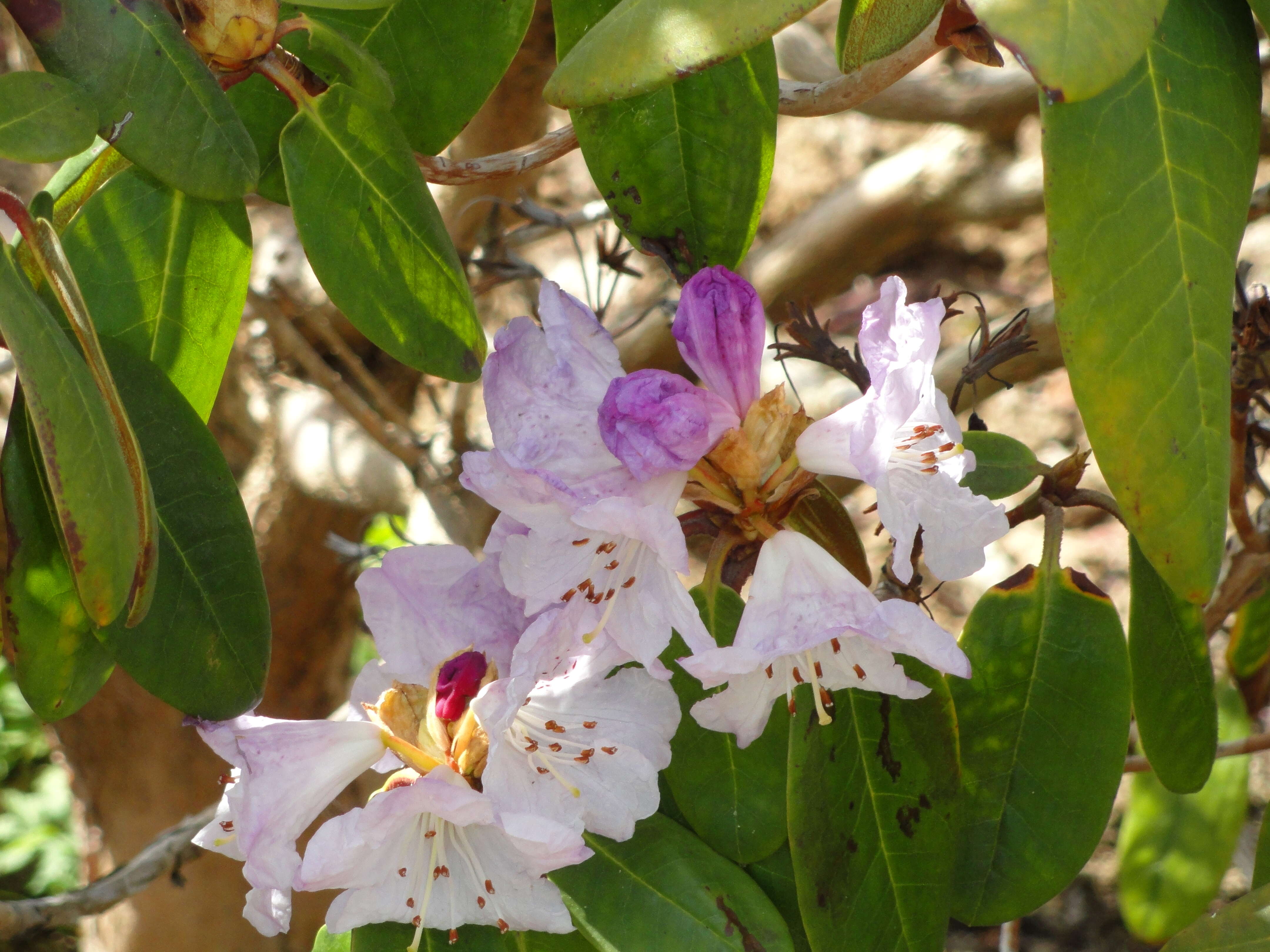 Imagem de Rhododendron wallichii Hook. fil.