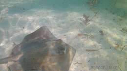 Image of Southern stingray