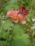 Image of Water Avens