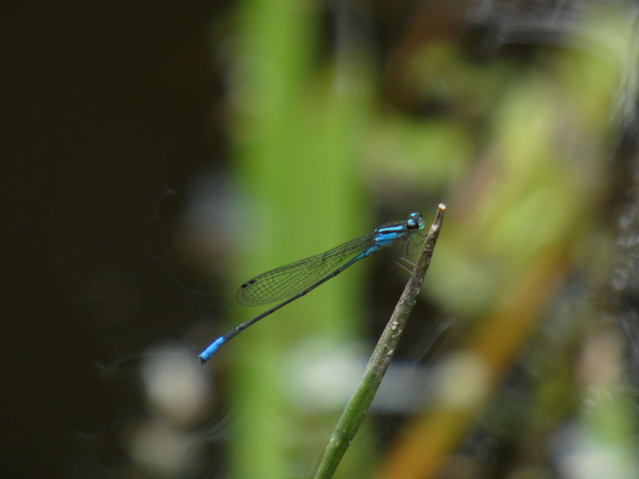 Image of Acanthagrion gracile (Rambur 1842)