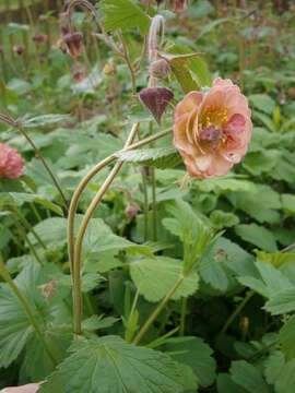 Image of Water Avens